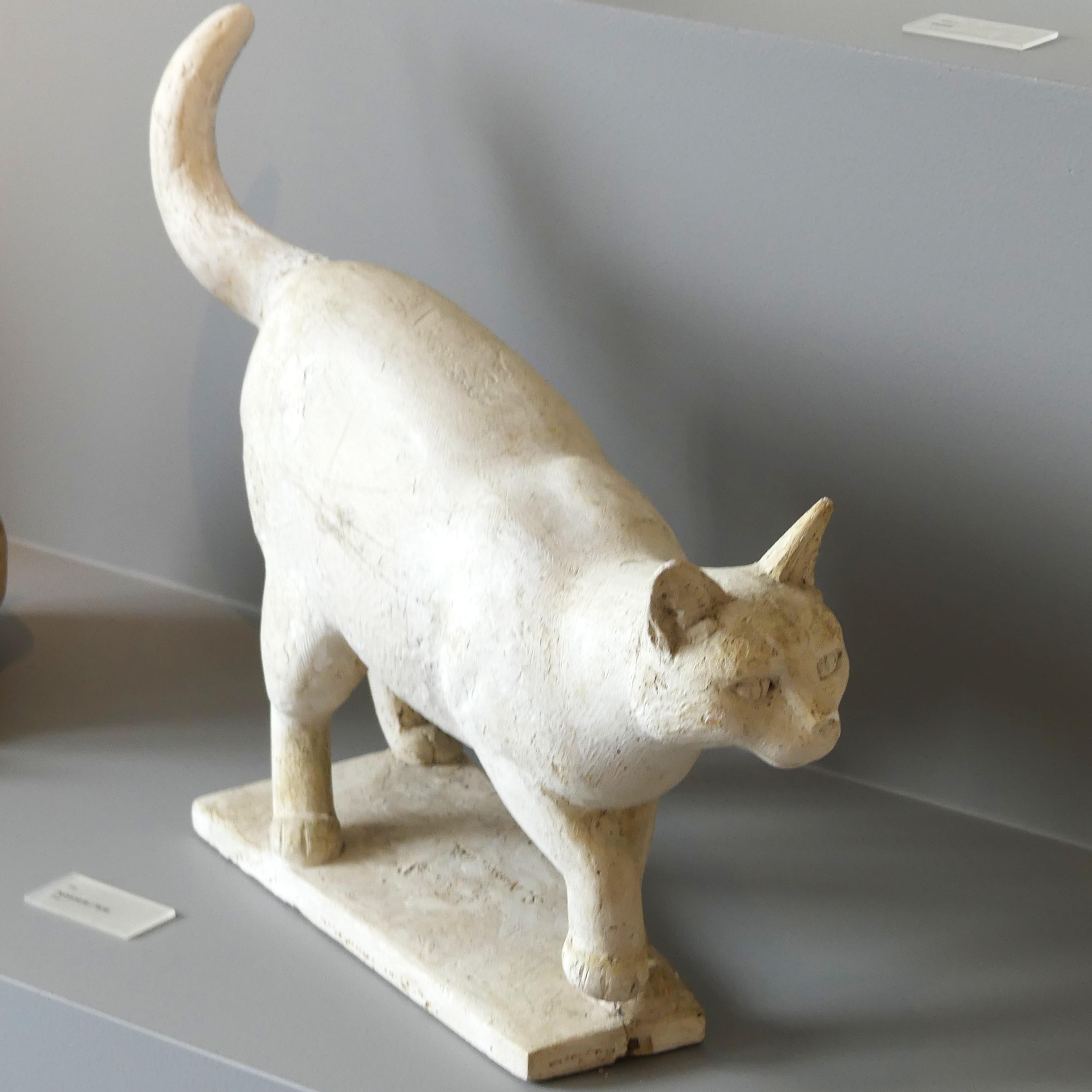 Katt på Nome
